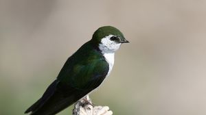 Preview wallpaper north american swallow, tachycineta thalassina, swallow, bird, color