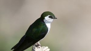 Preview wallpaper north american swallow, tachycineta thalassina, swallow, bird, color