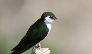 Preview wallpaper north american swallow, tachycineta thalassina, swallow, bird, color