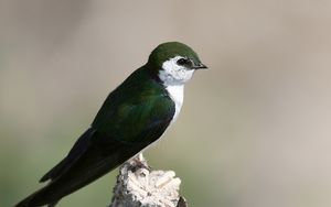 Preview wallpaper north american swallow, tachycineta thalassina, swallow, bird, color