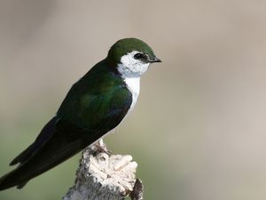 Preview wallpaper north american swallow, tachycineta thalassina, swallow, bird, color