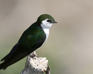 Preview wallpaper north american swallow, tachycineta thalassina, swallow, bird, color