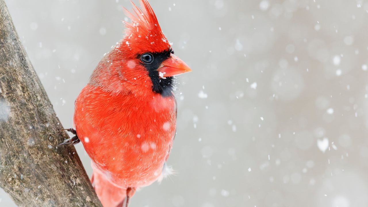 Wallpaper northern cardinal, bird, red, snow