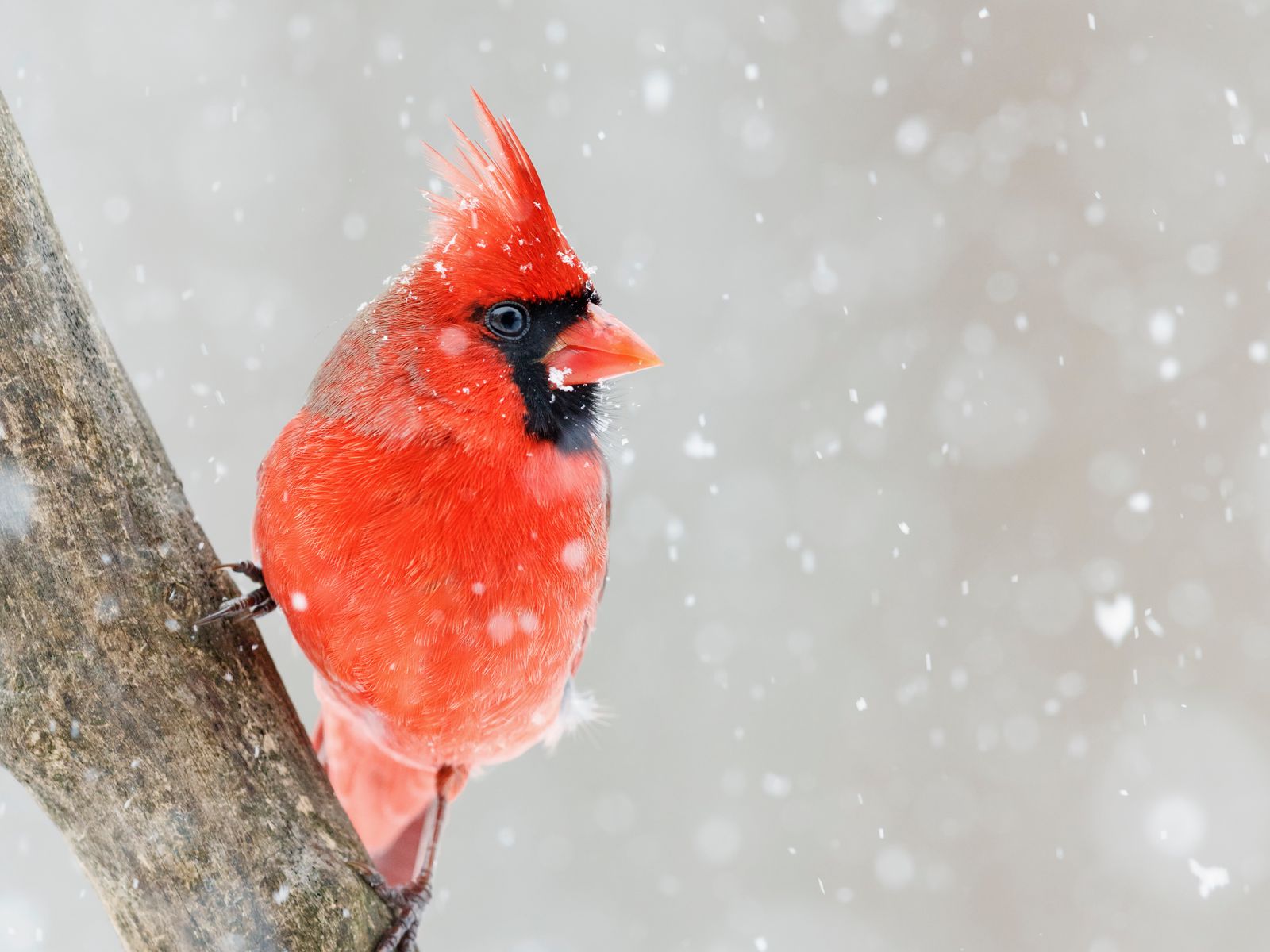 cardinal in snow background