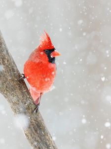 Preview wallpaper northern cardinal, bird, red, snow