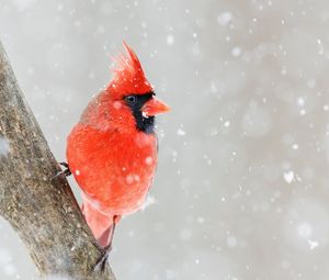 Preview wallpaper northern cardinal, bird, red, snow