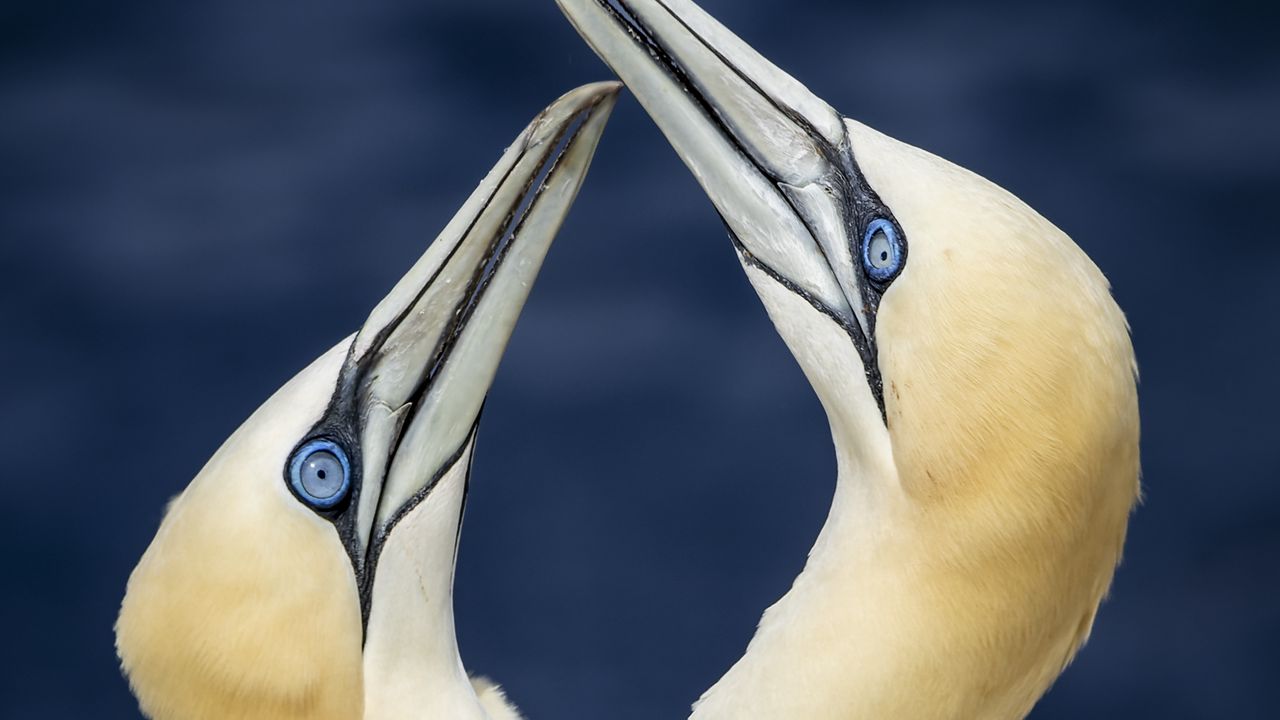 Wallpaper northern gannets, birds, beaks, wildlife