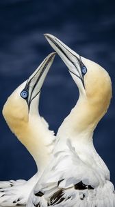 Preview wallpaper northern gannets, birds, beaks, wildlife