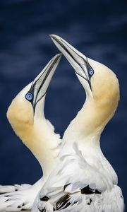 Preview wallpaper northern gannets, birds, beaks, wildlife