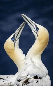 Preview wallpaper northern gannets, birds, beaks, wildlife