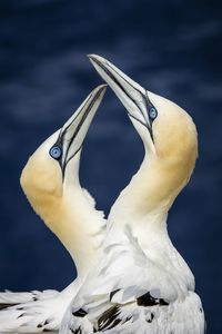 Preview wallpaper northern gannets, birds, beaks, wildlife