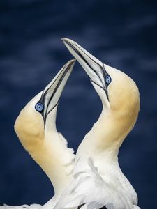 Preview wallpaper northern gannets, birds, beaks, wildlife