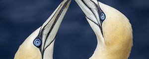 Preview wallpaper northern gannets, birds, beaks, wildlife