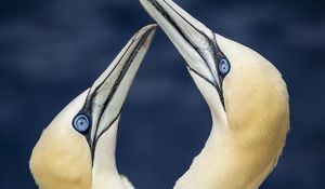 Preview wallpaper northern gannets, birds, beaks, wildlife