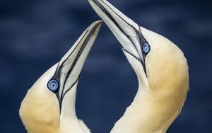 Preview wallpaper northern gannets, birds, beaks, wildlife