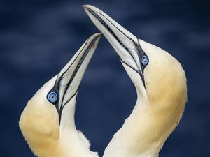 Preview wallpaper northern gannets, birds, beaks, wildlife