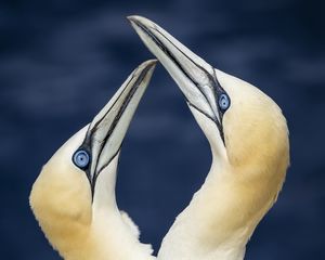 Preview wallpaper northern gannets, birds, beaks, wildlife