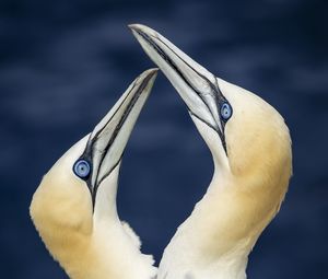 Preview wallpaper northern gannets, birds, beaks, wildlife