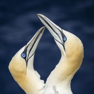 Preview wallpaper northern gannets, birds, beaks, wildlife