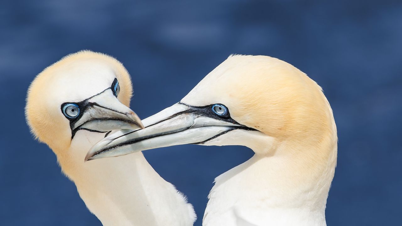 Wallpaper northern gannets, birds, beaks, wildlife, white