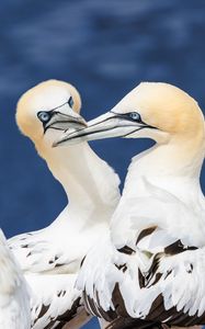 Preview wallpaper northern gannets, birds, beaks, wildlife, white