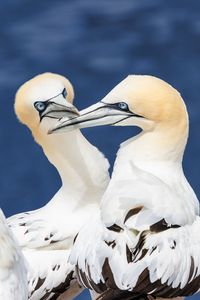 Preview wallpaper northern gannets, birds, beaks, wildlife, white