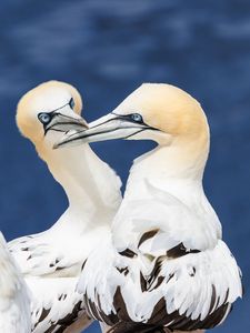 Preview wallpaper northern gannets, birds, beaks, wildlife, white