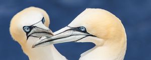 Preview wallpaper northern gannets, birds, beaks, wildlife, white