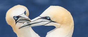 Preview wallpaper northern gannets, birds, beaks, wildlife, white