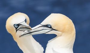 Preview wallpaper northern gannets, birds, beaks, wildlife, white