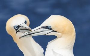 Preview wallpaper northern gannets, birds, beaks, wildlife, white