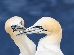 Preview wallpaper northern gannets, birds, beaks, wildlife, white