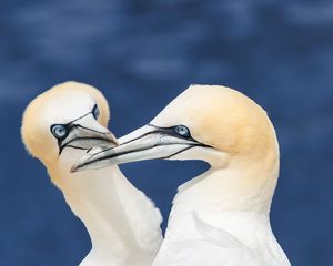 Preview wallpaper northern gannets, birds, beaks, wildlife, white