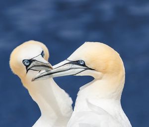 Preview wallpaper northern gannets, birds, beaks, wildlife, white