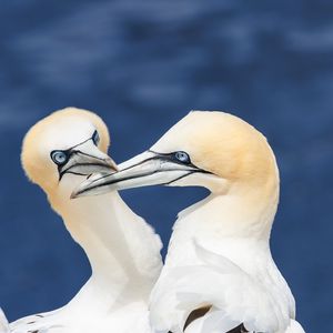 Preview wallpaper northern gannets, birds, beaks, wildlife, white