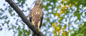 Preview wallpaper northern goshawk, bird, predator, branch, wildlife