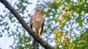 Preview wallpaper northern goshawk, bird, predator, branch, wildlife