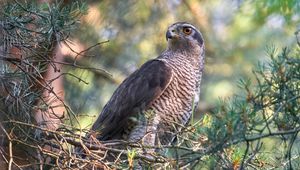 Preview wallpaper northern goshawk, hawk, bird, wildlife