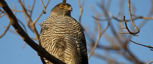 Preview wallpaper northern goshawk, hawk, bird, wildlife, branch