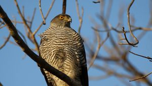 Preview wallpaper northern goshawk, hawk, bird, wildlife, branch