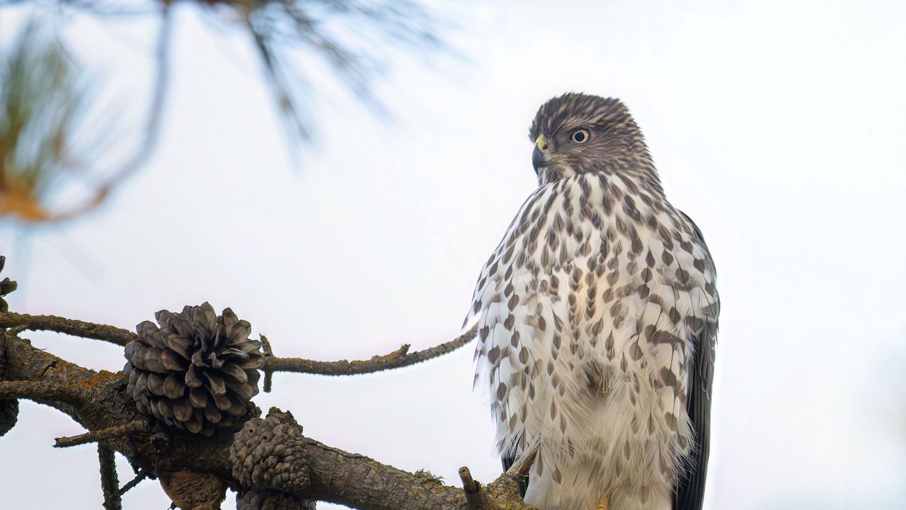 Wallpaper northern harrier, bird, branch, wildlife