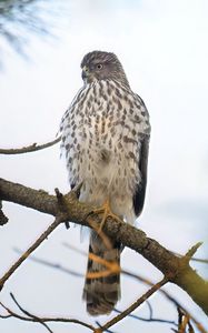 Preview wallpaper northern harrier, bird, branch, wildlife