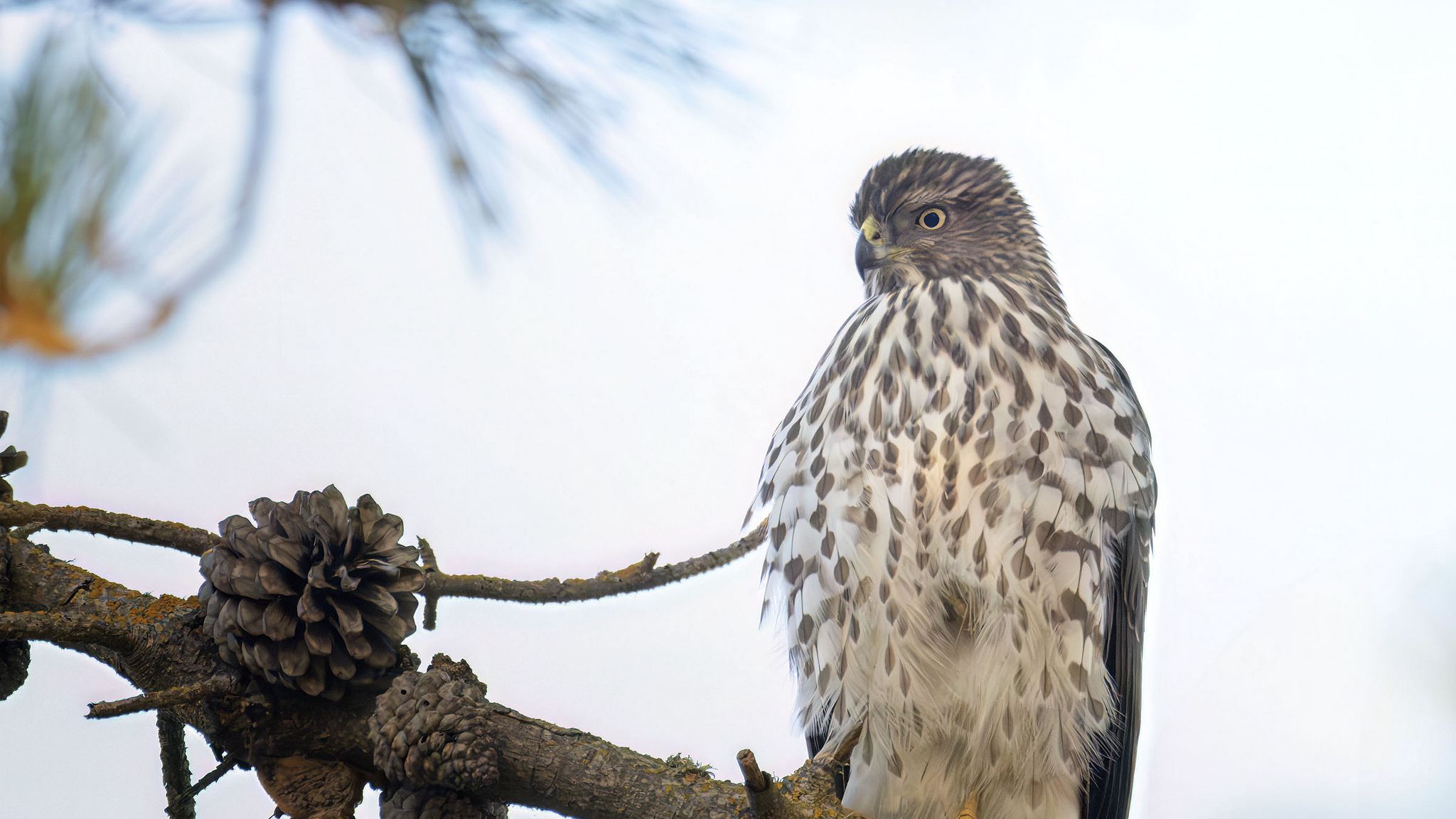 2048x1152 Wallpaper northern harrier, bird, branch, wildlife