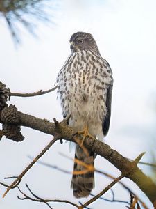 Preview wallpaper northern harrier, bird, branch, wildlife