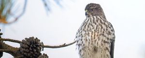Preview wallpaper northern harrier, bird, branch, wildlife