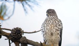 Preview wallpaper northern harrier, bird, branch, wildlife