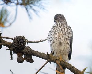 Preview wallpaper northern harrier, bird, branch, wildlife