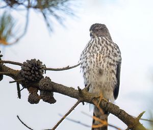 Preview wallpaper northern harrier, bird, branch, wildlife