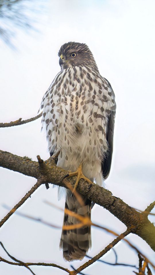 540x960 Wallpaper northern harrier, bird, branch, wildlife
