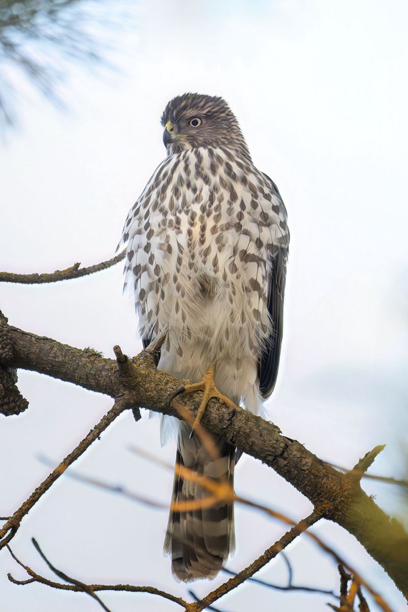 800x1200 Wallpaper northern harrier, bird, branch, wildlife